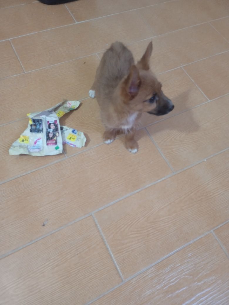 Cachorra X Pinscher