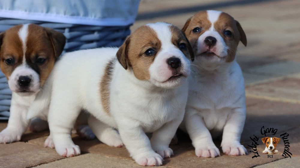 ZAPOWIEDŹ Jack Russell Terrier ZKwP FCI- PIESEK /badania genetyczne