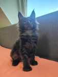 GUCCI kocurek Maine coon