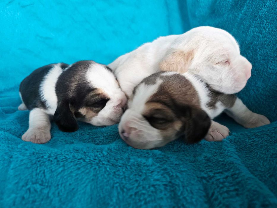 BEAGLE- szczeniak ZKwP , mniejszy w typie