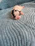 Yorkshire Terrier Biewer Samiec