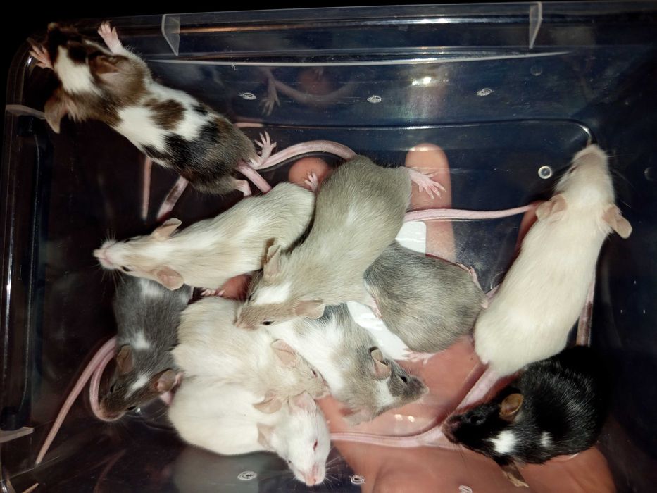 Myszy, myszki hodowlane siedlce