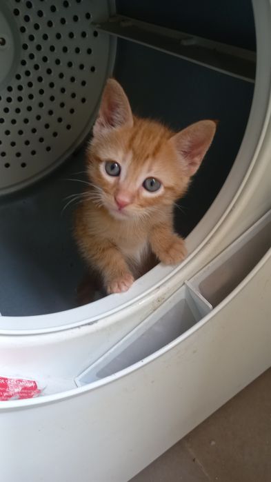Gatinhos para adopção responsável