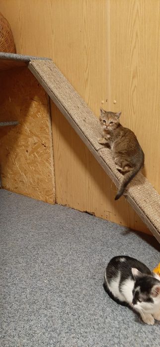 Kocięta szukają domków tymczasowych