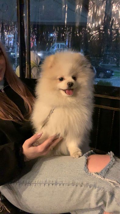 Померанський Шпіц