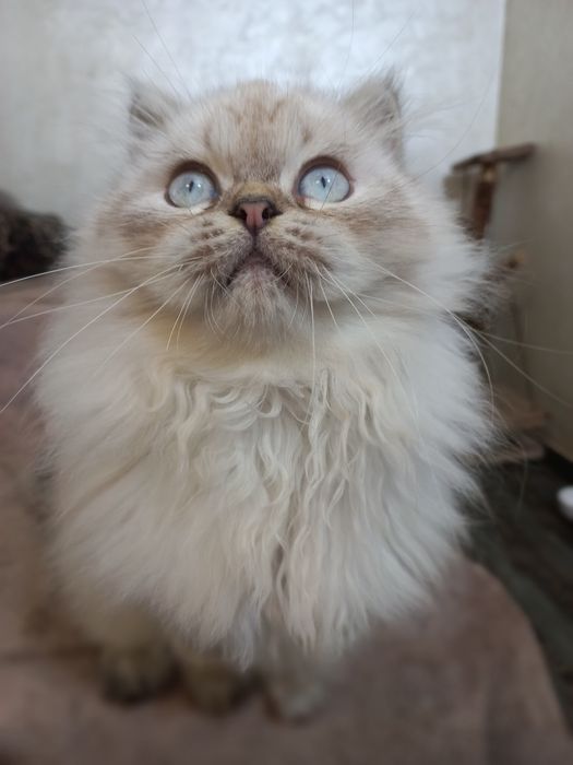 Пушистый персидский котёнок