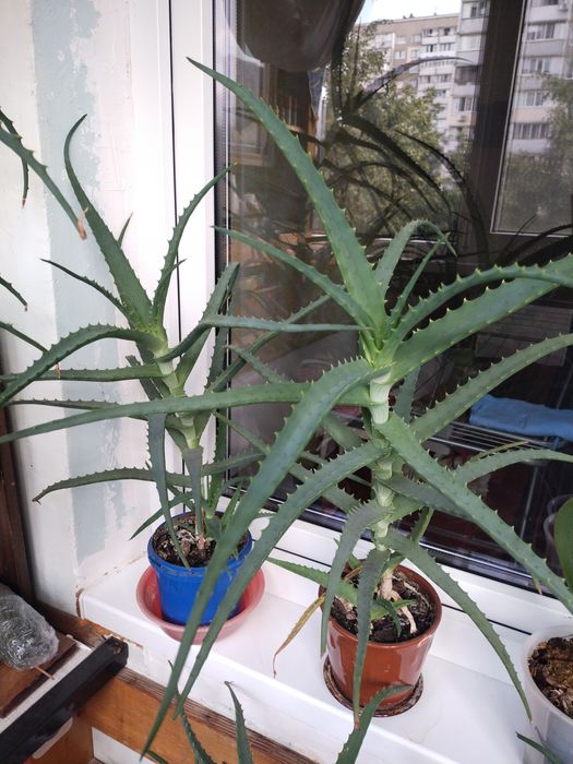 Распродажа  Столетники  и агава