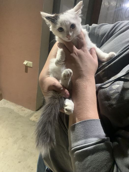 Кошеня хлопчик шукає гарну родину