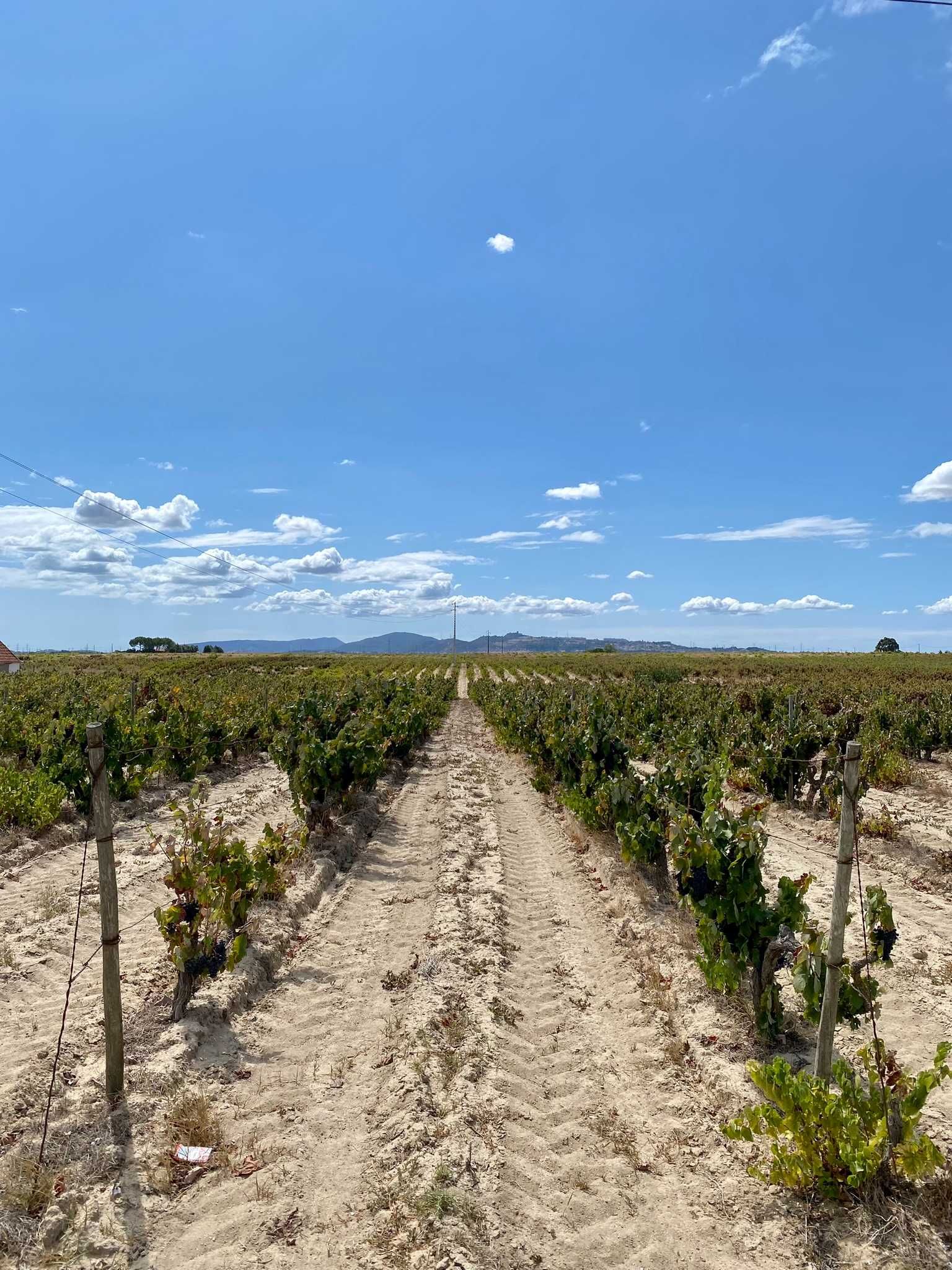 Terreno com vinha no Lau, Palmela 15.000 m2