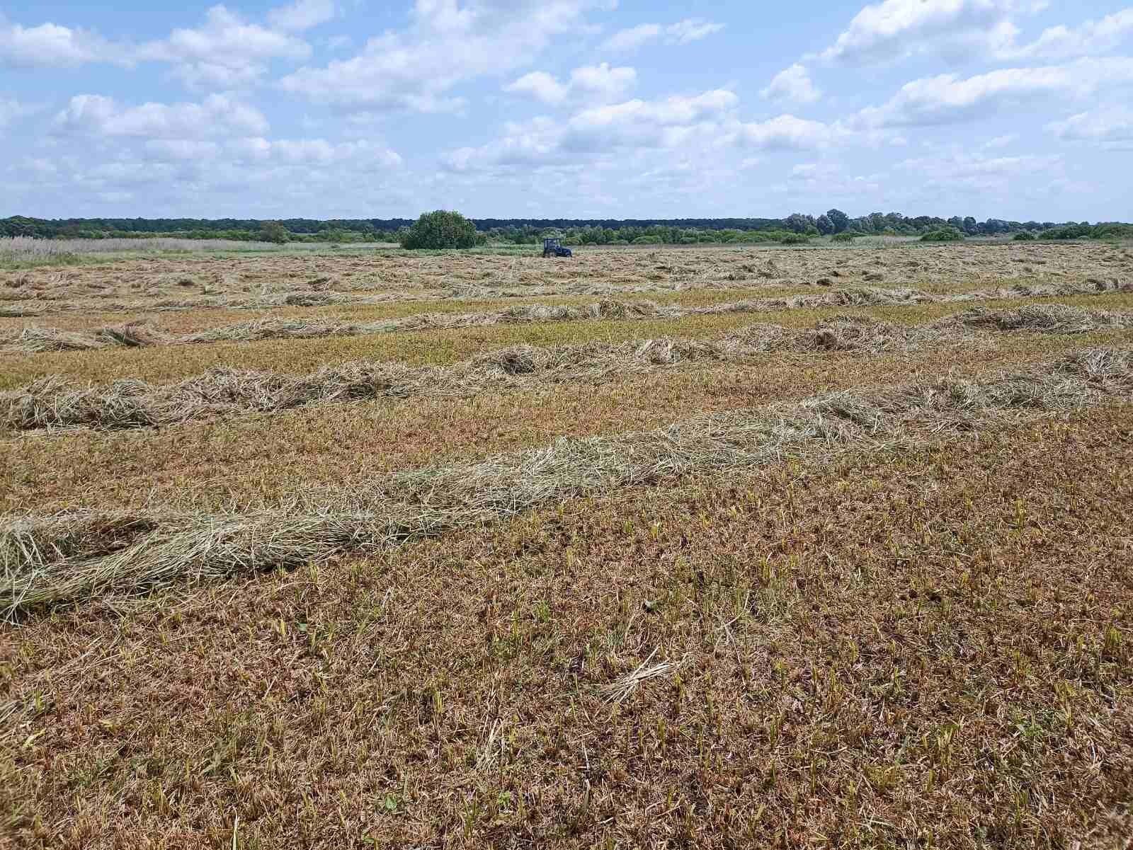 Сіно горбове,лугове,