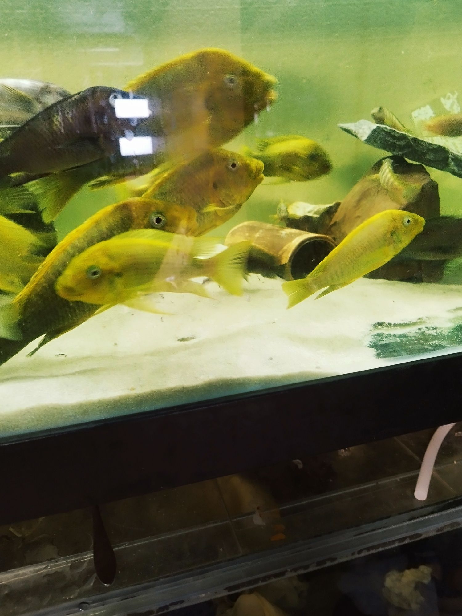 Petrochromis moshi dorosłe tanganika