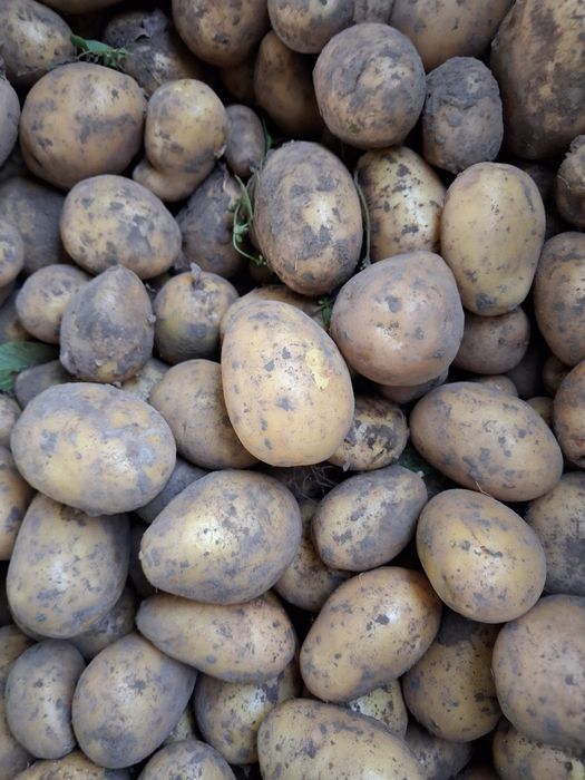 S0rzedam młode ziemniaki Soraya z uprawy ekologicznej  bez nawozów