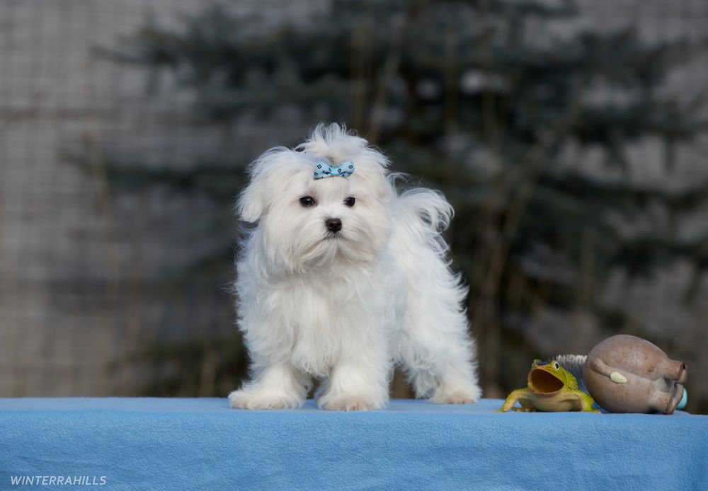 Красивий Мальтезе азійського типу, розплідник КСУ-FCI