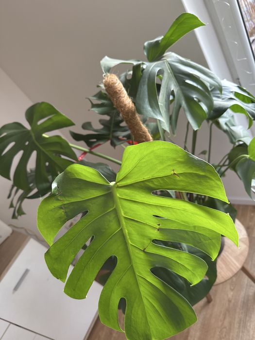 Kwiat monstera 140 cm