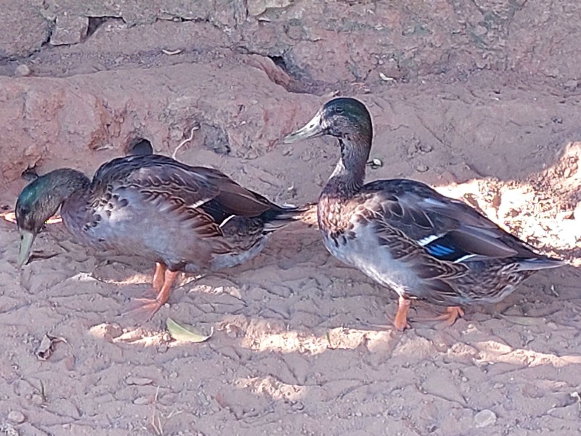 Pato real 3 machos