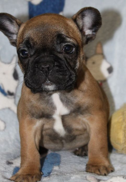 Маленька красуня вкраде ваше серце