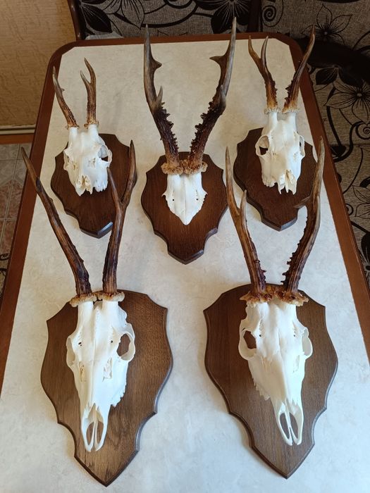 Роги косулі на медальйоні