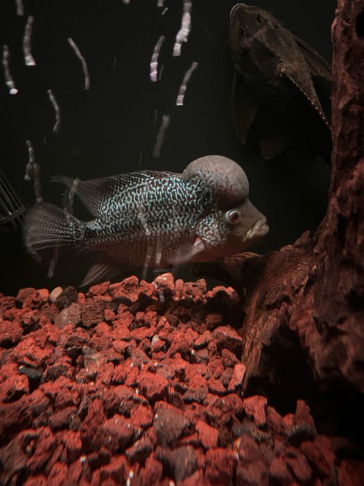 FLOWERHORN KAMFA HIGH