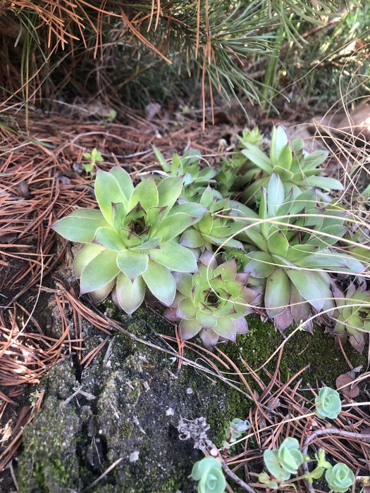 Сукуленти , Медуниця цукрова (кущик)