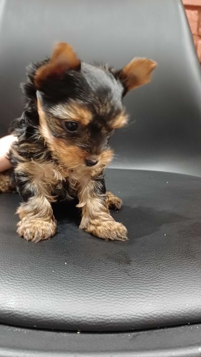 Piękna suczka Yorkshire Terrier w kolorze czarno-złotym