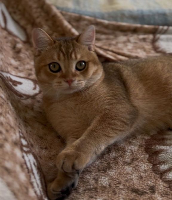 Шотландська срібна шиншила дівчинка