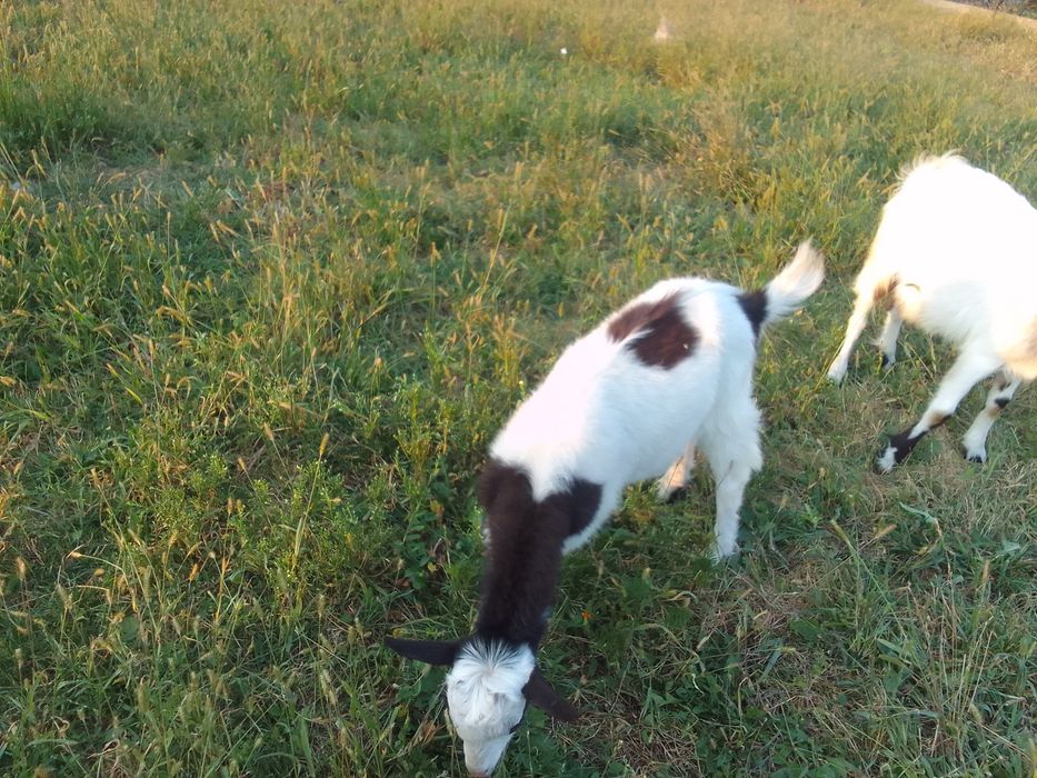 Продам 2 козлика і 2 козочкі