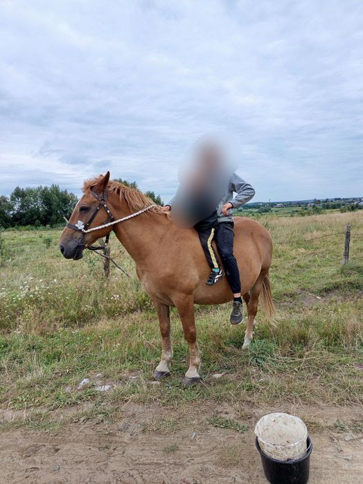 Продається робочий кінь 15 років