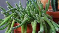 Комнатный цветок Апорокактусом (Aporocactus) -украшение Вашего дома