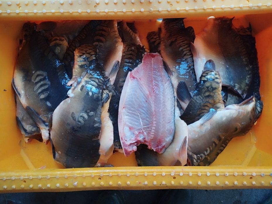 Elementy Karp, Amur, Tołpyga