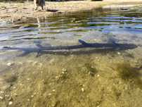 Tronco para aquario