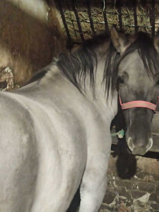 Sprzedam Klacz Konika Polskiego