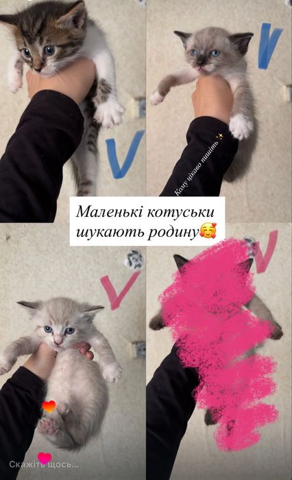Кошенята безкоштовно
