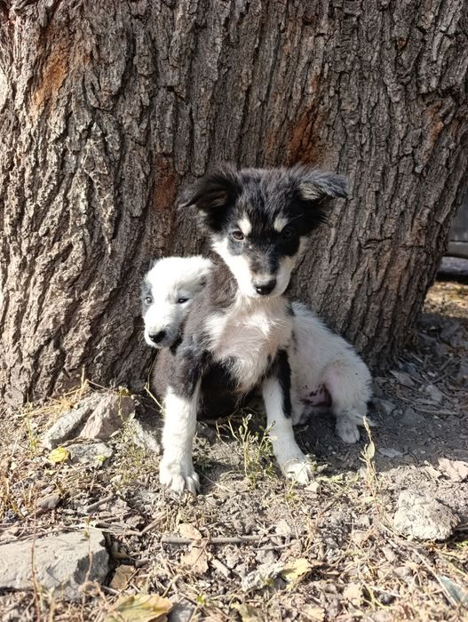 Шукають дім дівчатка