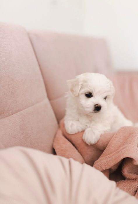 Maltańczyk z rodowodem i chipem / Rezerwacja