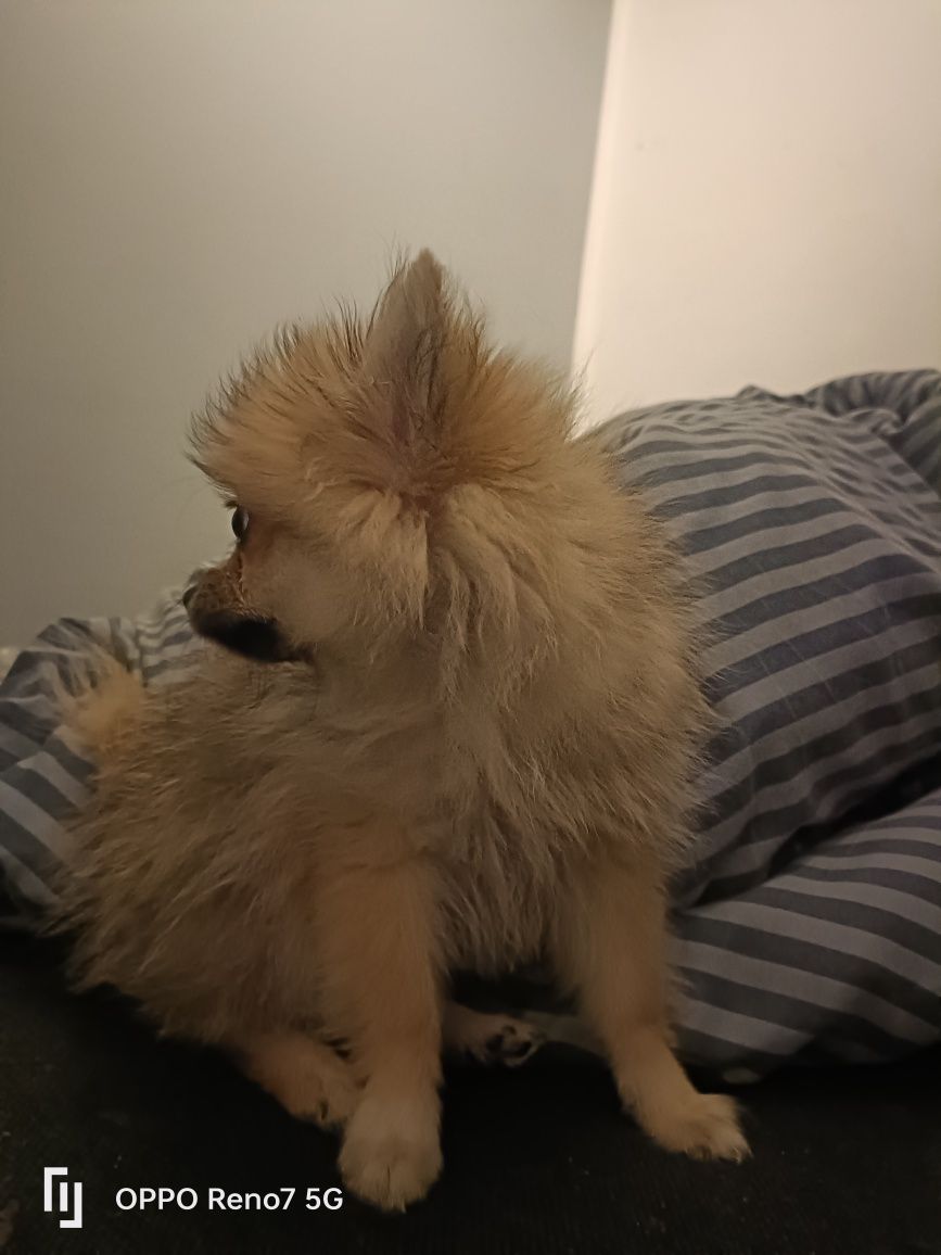 Szpic miniaturowy pomeranian