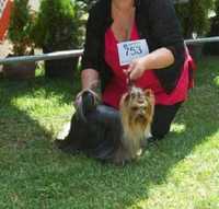 Yorkshire Terrier    FCI