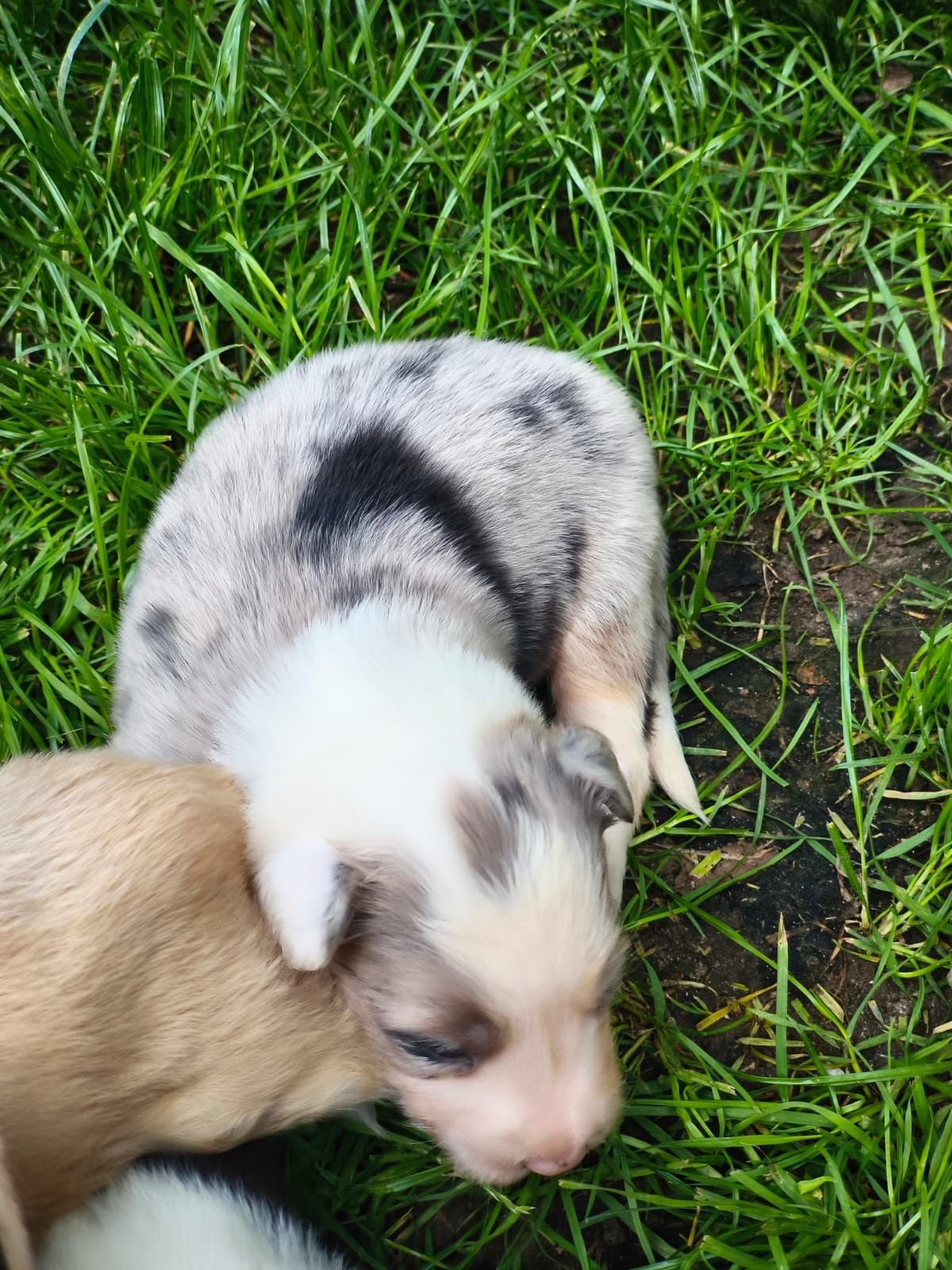 Border Collie Samiec Blue Merle