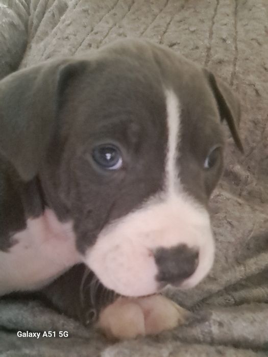 Suczka Tekilla American Staffordshire Terrier