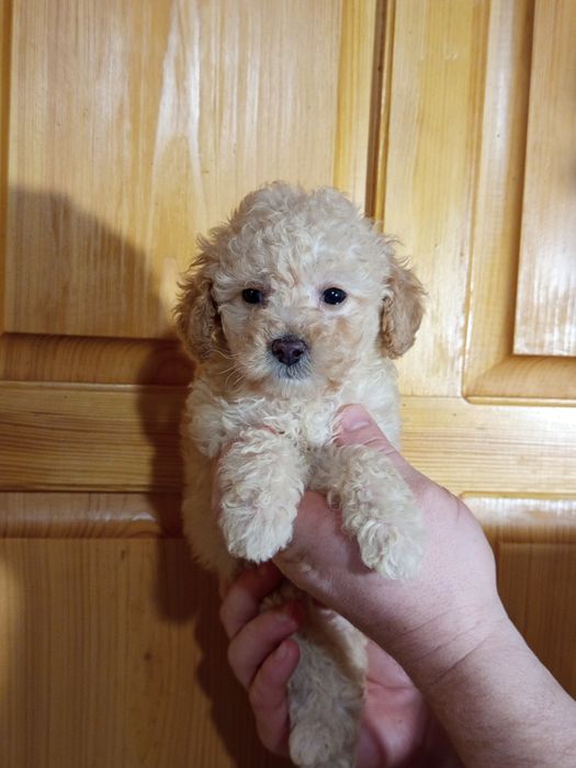 Девченка Пудель в самую лучшую семью