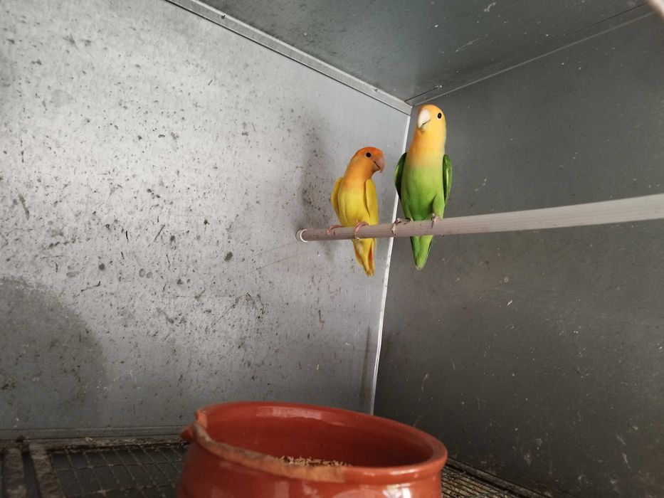 Agapornis Roseicollis Casais adultos reprodutores