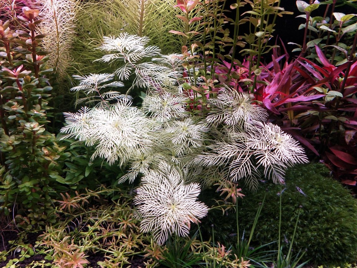 Myriophyllum mattogrossense Golden