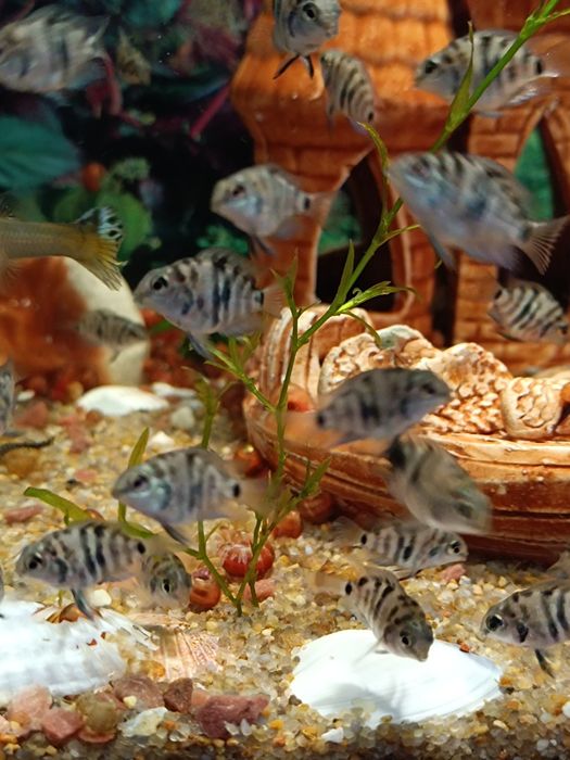 Рибки Сапфіровий Попугай