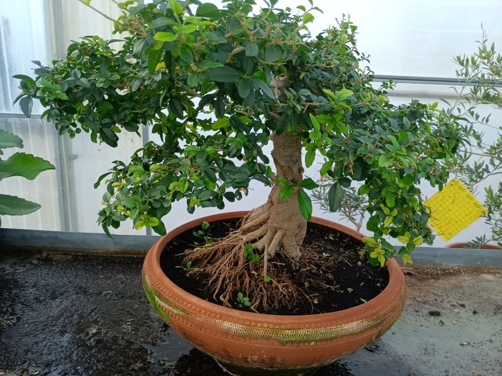 Bonsai Ligustrum 10 anos