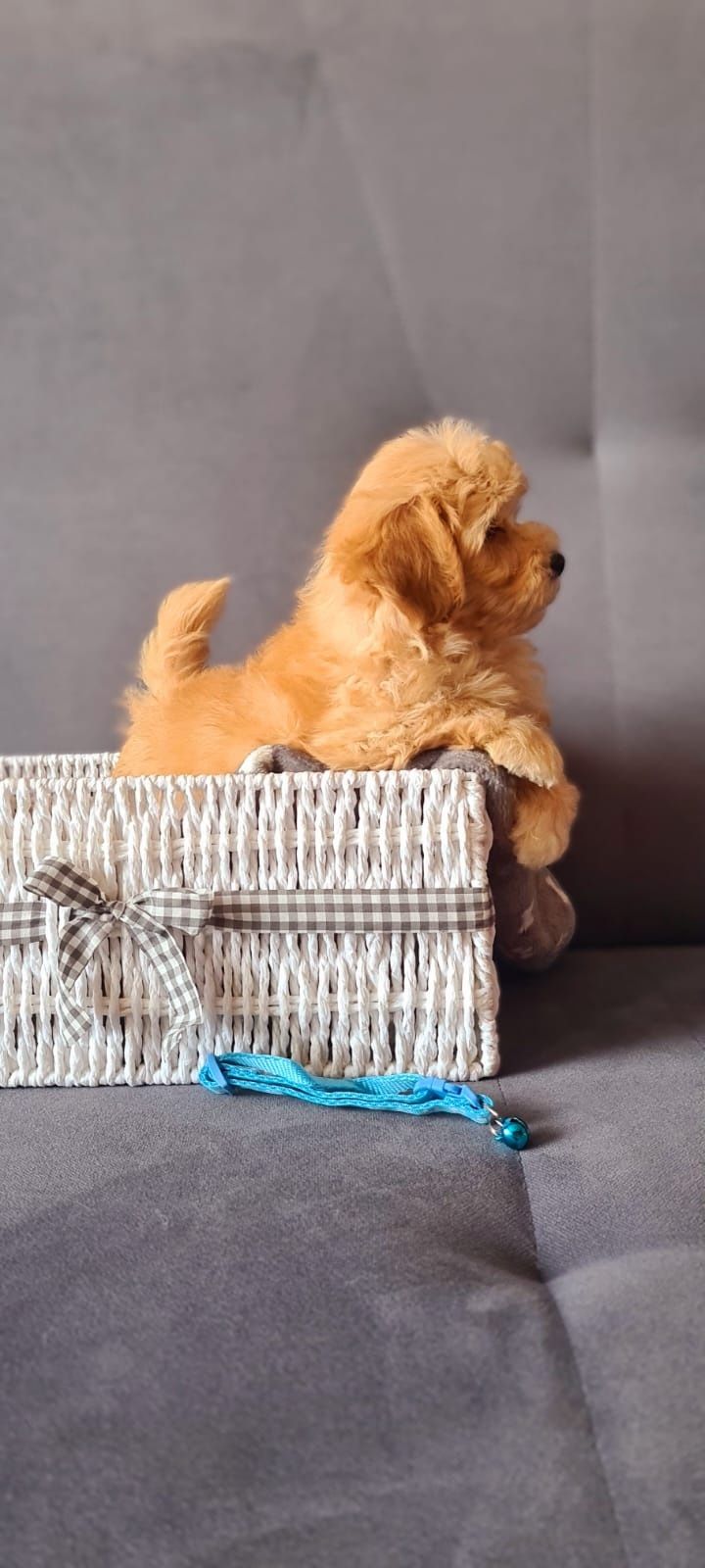 Śliczny piesek Maltipoo