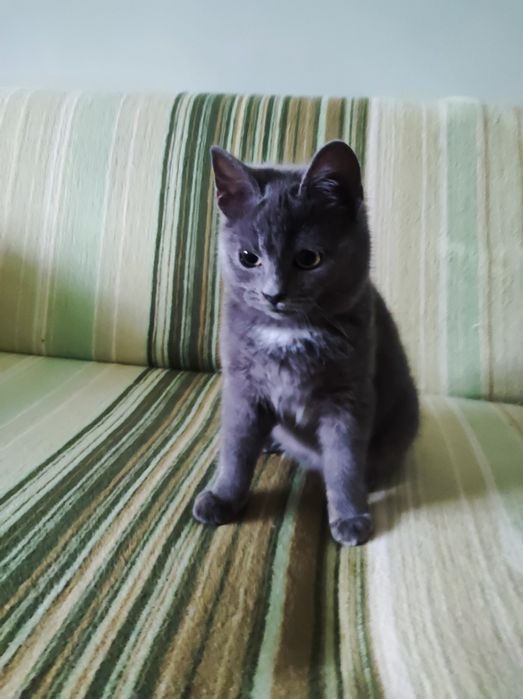 Котик метис британця