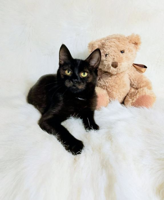 Котик Марсік в люблячу родину