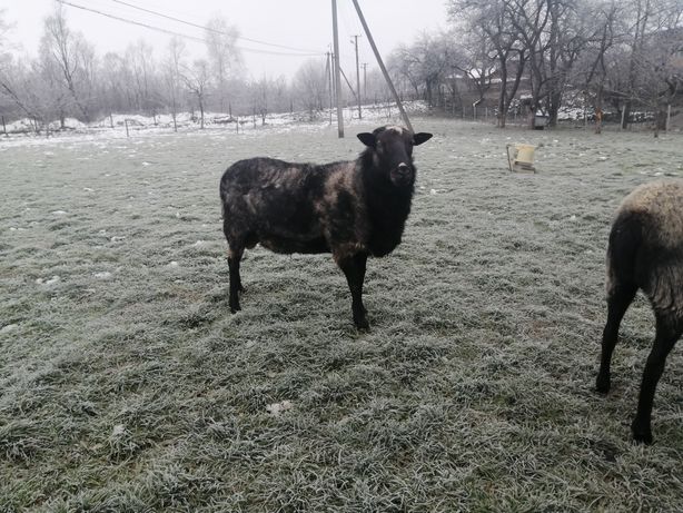 Вівці Романівської породи
