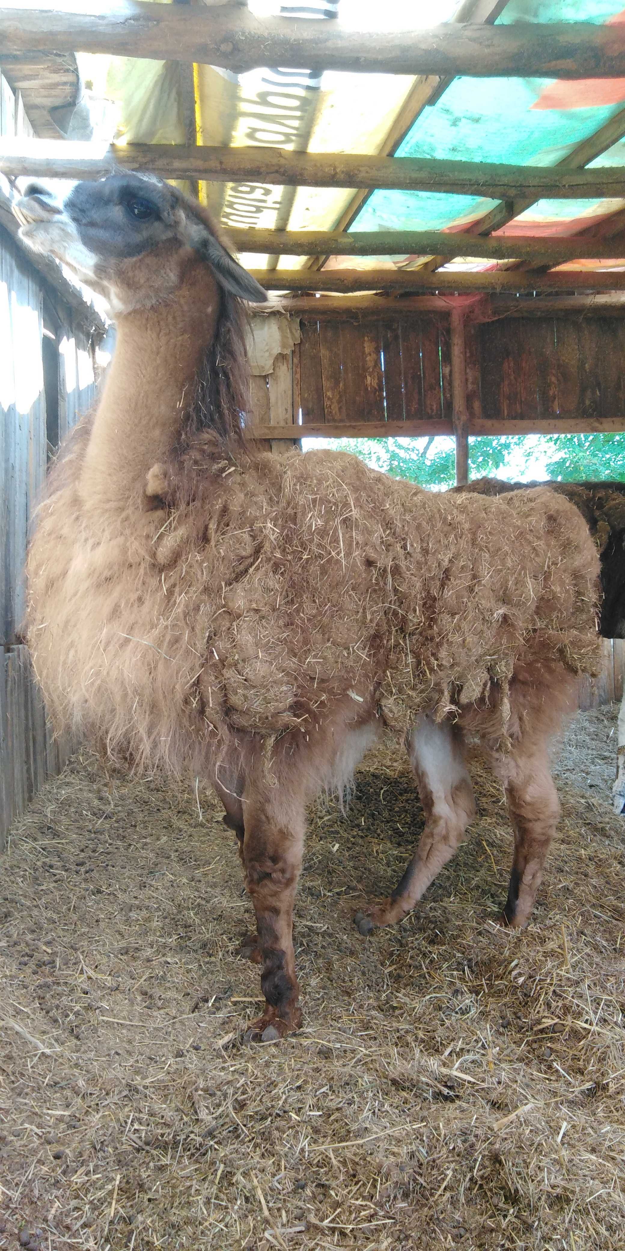 Alpaka Lama samiec