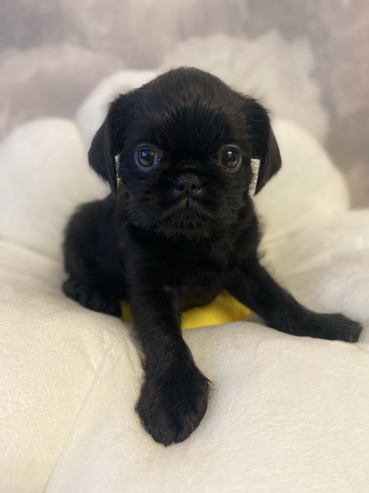 Бельгійський гриффон дівчинка