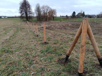 Ogrodzenie tymczasowe siatka leśna kantówki 8x5 8x8 h250płot
